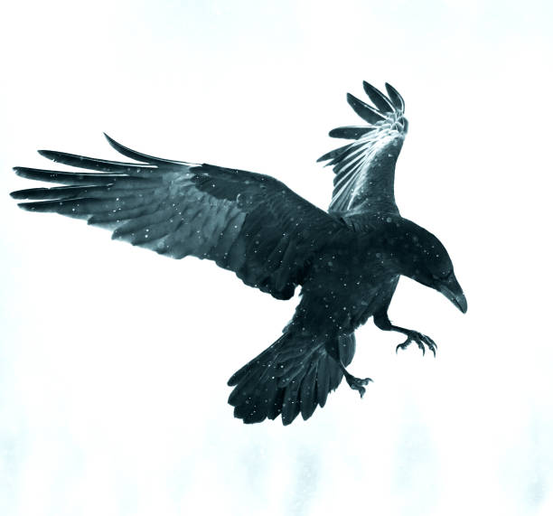 istock Birds flying raven isolated on white background Corvus corax. Halloween 1464683955
