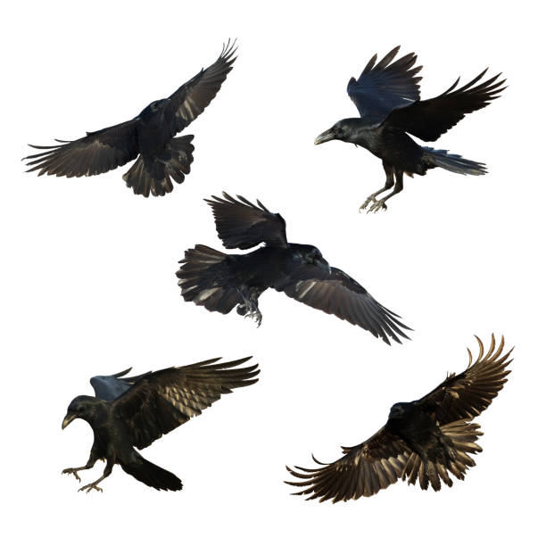 istock Birds flying raven isolated on white background Corvus corax. Halloween - mix five birds 1464684029