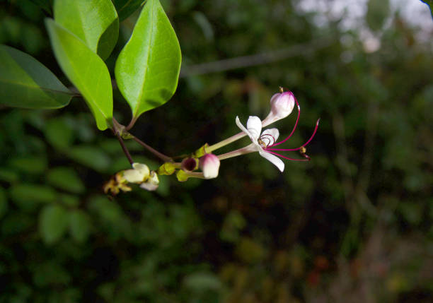 istock Glory bower plant /Wild Jasmine 1464684602
