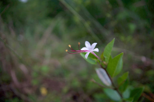 istock Glory bower plant /Wild Jasmine 1464684624
