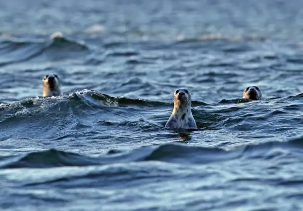 Grey Seal (Halichoerus grypus) adults alert in sea

Saaremaa Island, Estonia           June
