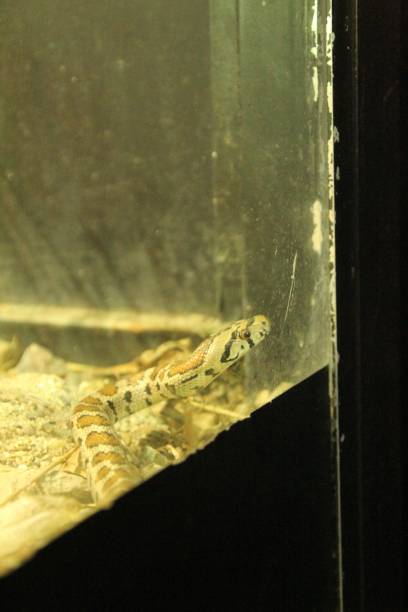 istock Closeup of snake in aquarium 1464685687