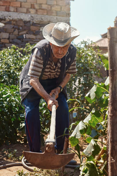 istock 76 years old man working on his organic vegetable garden 1464685892