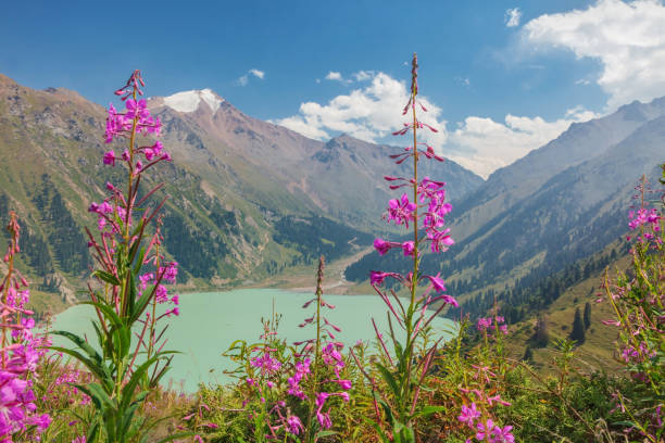 mountain lake with pink flowers. cloudy sky - aspen highlands imagens e fotografias de stock