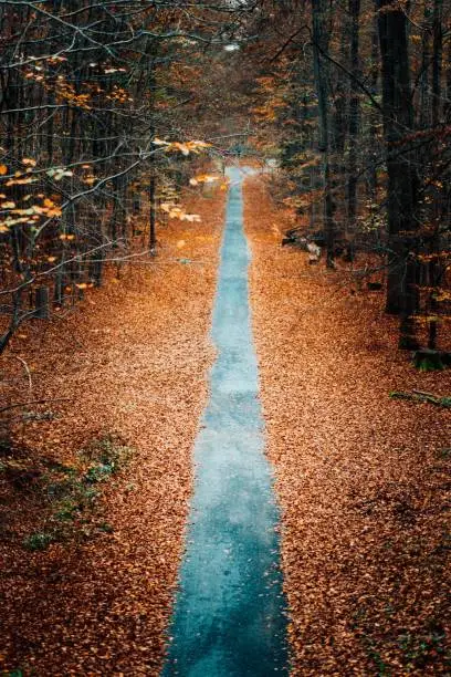 A vertical shot of the Baumwipfelpfad Steigerwald treetop walkway in Ebrach in autumn