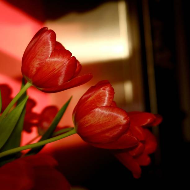 istock three red tulips are set in front of a window 1464687270