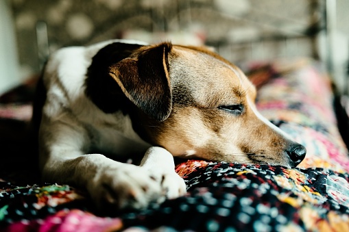 A young canine lounging leisurely on a bedspread featuring a colorful floral pattern