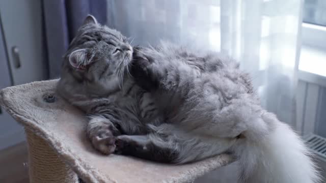 Grey Persian cat in a room