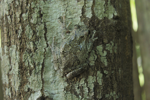A macro shot of a Gray Treefrog (Hyla chrysoscelis) camouflaged on a pine tree