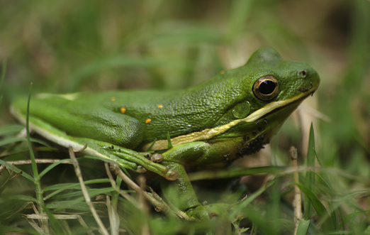 A closeup shot of an American Green tree frog, Hyla cinerea