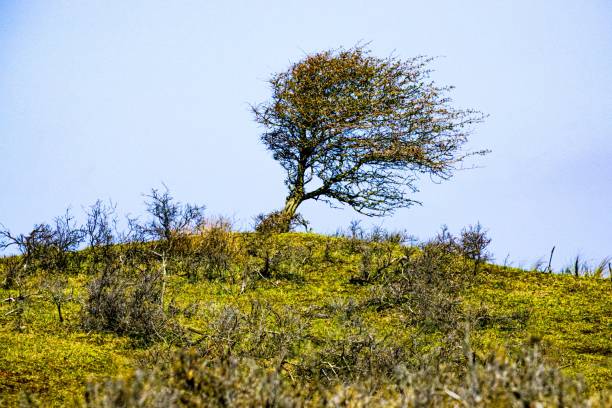istock Wind blowing a lonely tree on a green hill against blue sky on a sunny day 1464688147