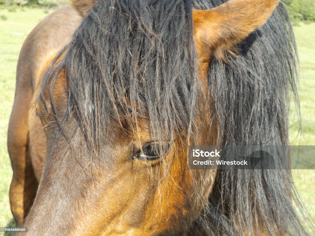 Closeup shot of a brown horse face standing in the field and looking aw A closeup shot of a brown horse face standing in the field and looking awa Agricultural Field Stock Photo