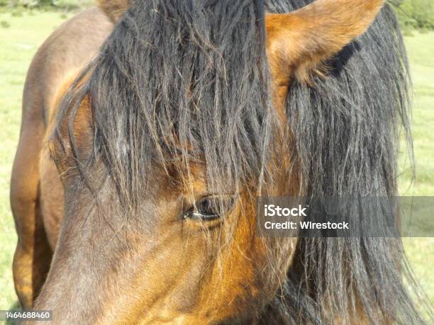 Closeup Shot Of A Brown Horse Face Standing In The Field And Looking Aw Stock Photo - Download Image Now
