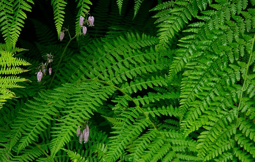 A beautiful nature background of fern leaves and purple flowers at Silver Falls State Park, Oregon