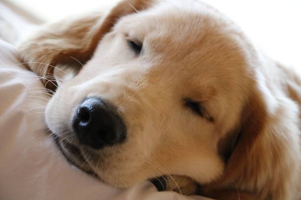 istock Golden retriever puppy lying on bed 1464688871