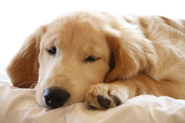 istock Golden retriever puppy lying on bed 1464688876