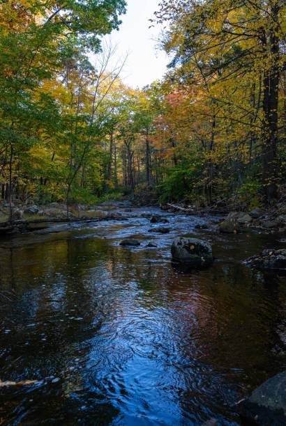 istock Vertical of a beautiful rocky river flowing through a dense forest with autumn foliage 1464689147