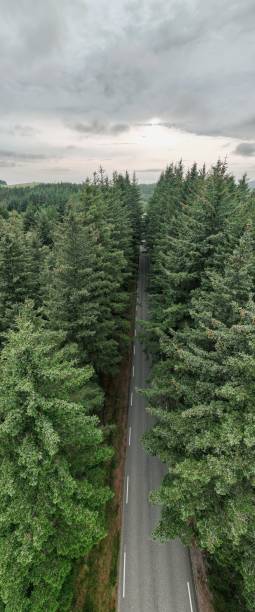 istock Vertical drone shot of a road passing through dense forests 1464689166