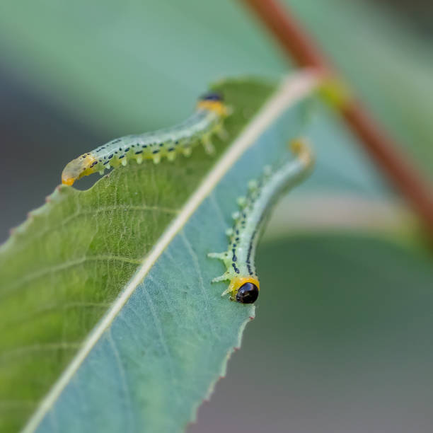 istock Macro shot of caterpillars on a green leaf 1464689250