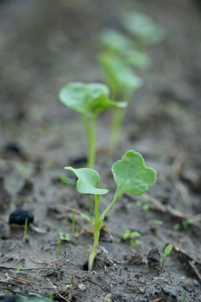 A closeup shot of a single tree small plant leaf growing in the soil.