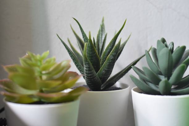 istock House plants in pots 1464689493