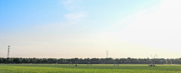 istock Panorama shot of garlic plantationa flexible micro-sprinkler irrigation system 1464689765