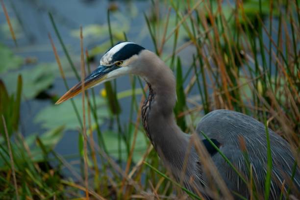 istock Striking bird standing in the lakeside with green grass 1464690776