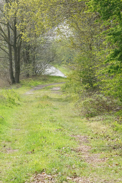 istock Dirt road for walking in a forested area 1464690823