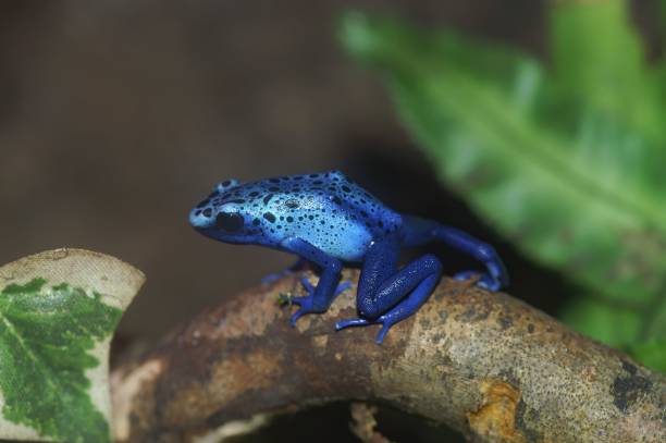 istock Closeup on a striking blue colored Dyeing Poison FrogDendrobates 1464690959