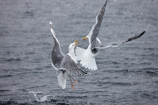 Two seagulls having a conflict during snowy winter day at sea.