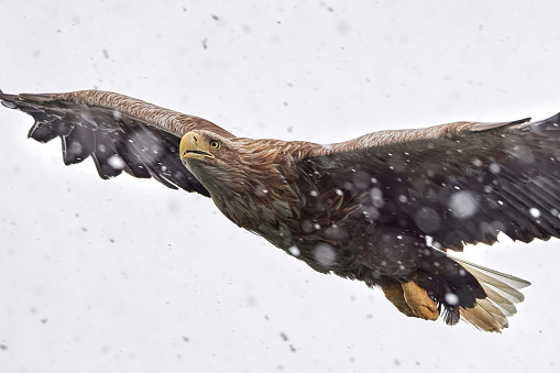 Eagle flying on snowy day.