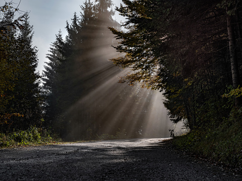 Sunbeam lightening the road through trees in autumn day. Photographed in medium format.