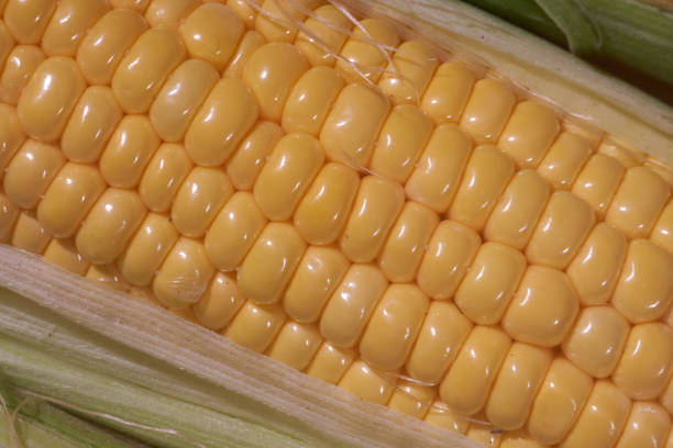 istock corn kernels from the garden. Fresh food without additives. 1464691818