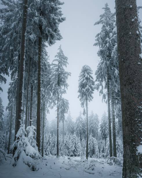 istock Vertical of a mesmerizing forest with large trees covered in white snow 1464691826