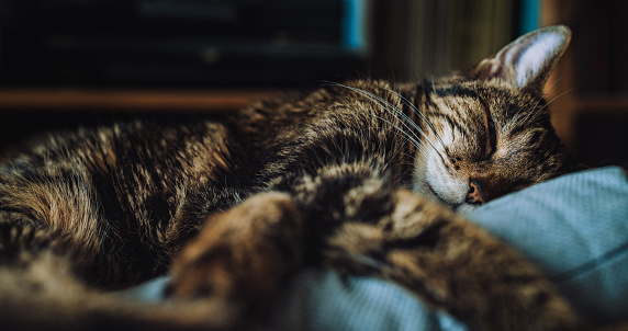 A closeup shot of a cat sleeping on a blue couch at night