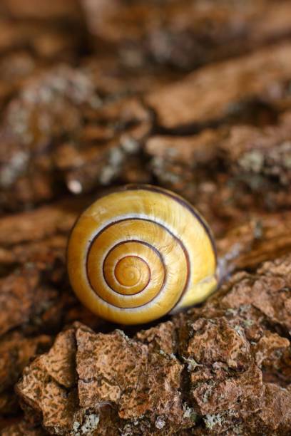 istock Vertical shot of a snail on a tree trunk 1464692364
