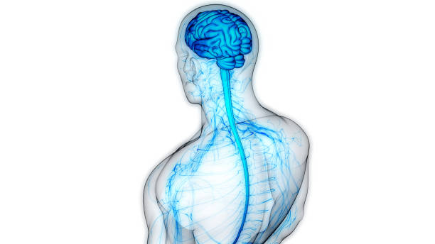 인간 신경계 뇌 해부학의 중앙 기관 - parietal lobe 뉴스 사진 이미지