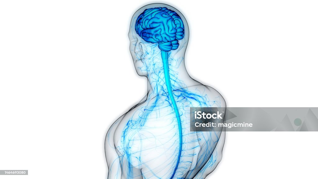 Central Organ of Human Nervous System Brain Anatomy 3D Illustration Concept of Central Organ of Human Nervous System Brain Anatomy Human Nervous System Stock Photo