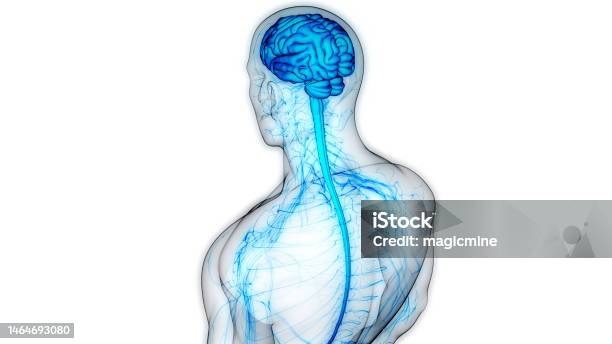 Central Organ Of Human Nervous System Brain Anatomy Stock Photo - Download Image Now