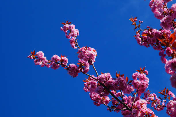 Ornamental cherry in full bloom against bright blue sky Ornamental cherry in full bloom against a cloudless, bright blue sky. Worldwide the cherry blossom is celebrated as a harbinger of spring. double flower stock pictures, royalty-free photos & images