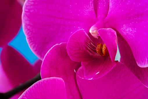 Purple orchid plant blossom close up on blue background