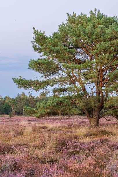 istock Pine tree in blooming field of heather 1464694039