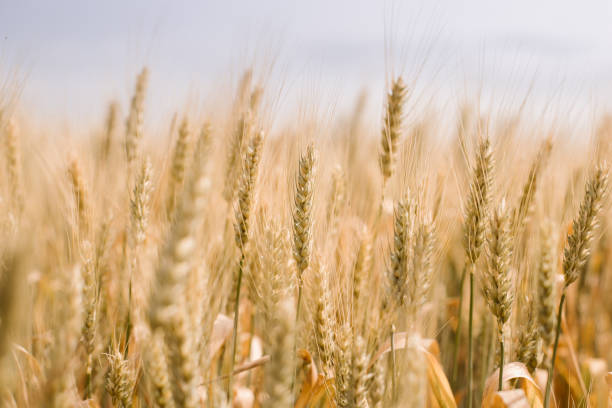 istock Selective focus shot of a dried wheat field under sunlight 1464694904