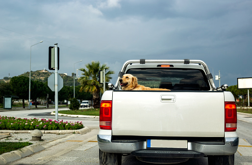 Big dog in a pickup truck on the road