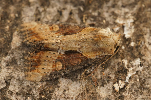 istock Closeup of a double-lobed moth on a rough surface with a blurry background 1464695440