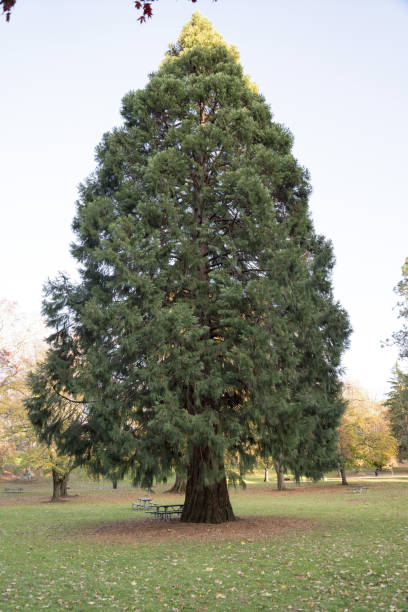 istock Vertical shot of a lonely tree 1464695589