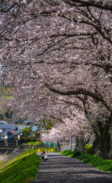 istock Beautiful shot of a walkway with blooming trees 1464695742