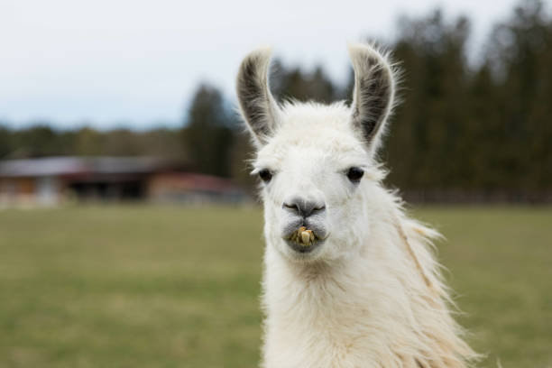 istock A white lama with crooked teeth 1464695790