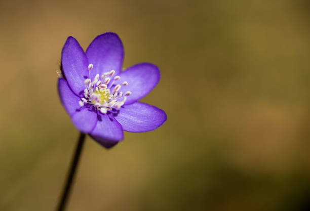 A beautiful purple liverleaf in the forest in springtime