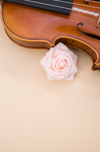 A closeup of a pink rose next to the waist of a maple wood violin with copy space b